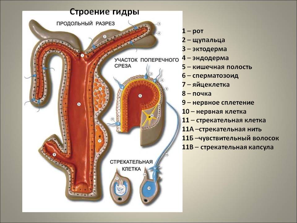 Кракен ссылка pw